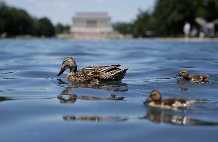 Lawmakers demand answers as turmoil over Reflecting Pool repair continues