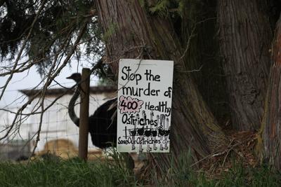 CFIA fines B.C. ostrich farm over avian flu violations, says cull planning goes on