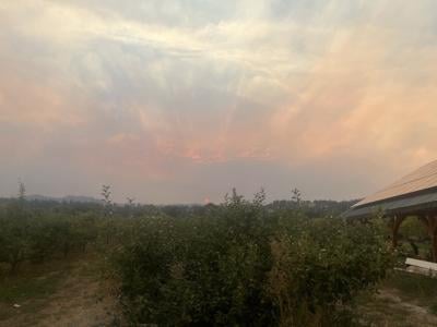 'We will lose a lot of our annual crops': B.C. farmers face losses due to wildfires