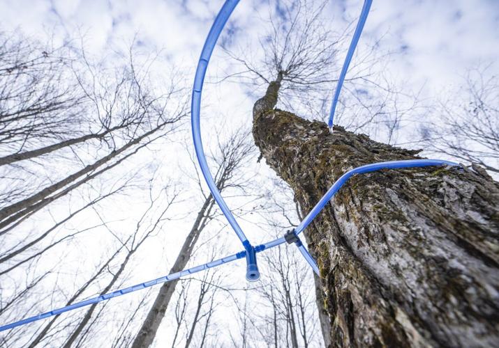 Maple 2.0: Quebec syrup-makers turn to automation and expansion as demand grows