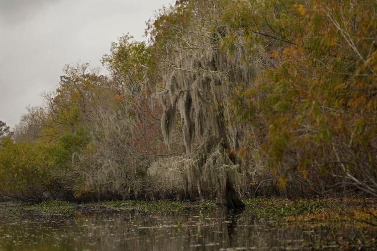 To save a dying swamp, Louisiana aims to restore the Mississippi River's natural flow