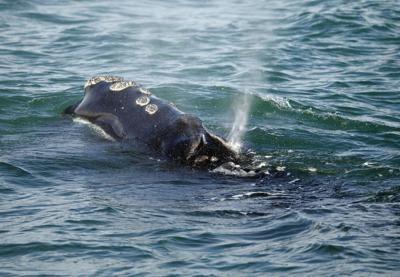 Endangered whales: U.S. proposal to change safety measure draws criticism from Canada