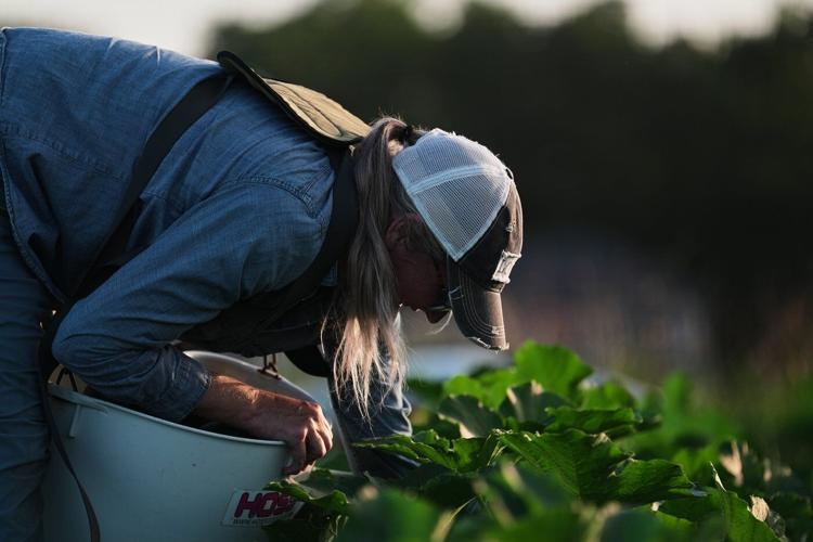 Specialty farmers adapt harvests, protect crops in face of extreme heat