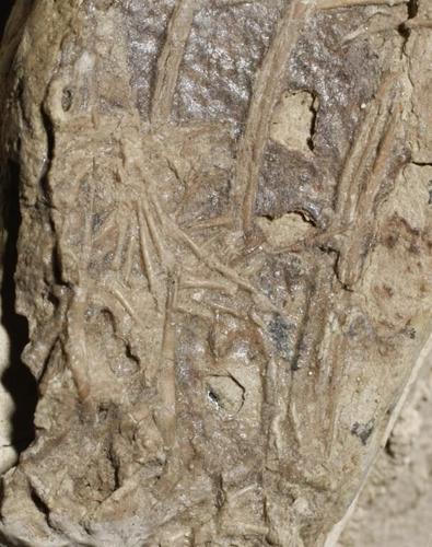 Dining dinosaur fossil has mammal in belly, sheds light on ancient ecosystems