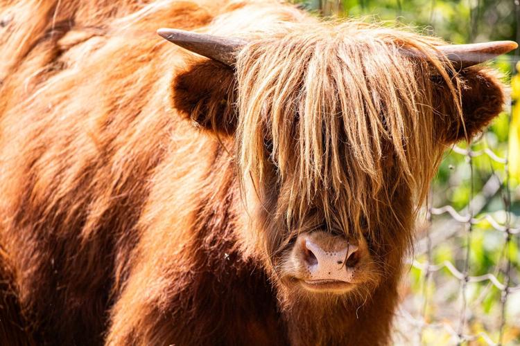 Pair of shaggy Highland cattle making their debut at the Toronto Zoo
