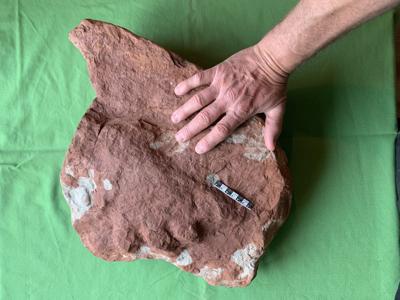 P.E.I. fossil hunter finds animal footprint estimated at 290 million-years-old