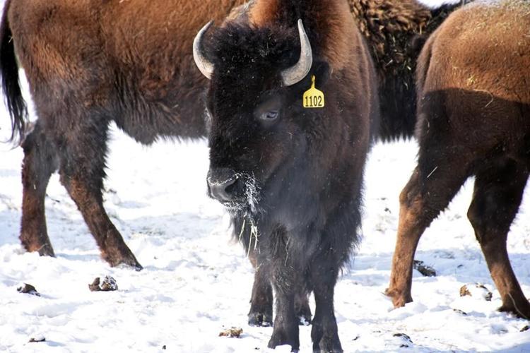 N.W.T. confirms anthrax outbreak in Slave River Lowlands bison