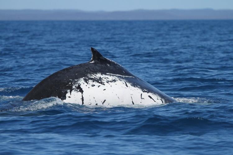 Two humpback whales set records swimming between Australia and Brazil