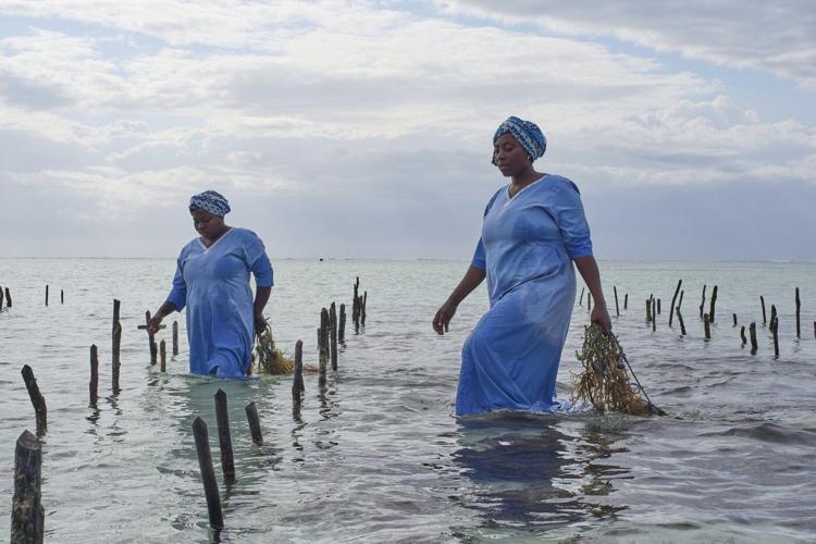 Zanzibar is seeing a seaweed boom. Can the women collecting it cash in?