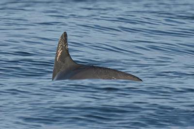 Against the odds, world's most endangered porpoise resists extinction in Mexico's Gulf of California