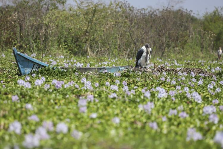 How the invasive water hyacinth is threatening fishermen's livelihoods on a popular Kenyan lake