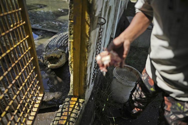Crocodile attacks in Indonesia are on the rise. It's left residents on edge