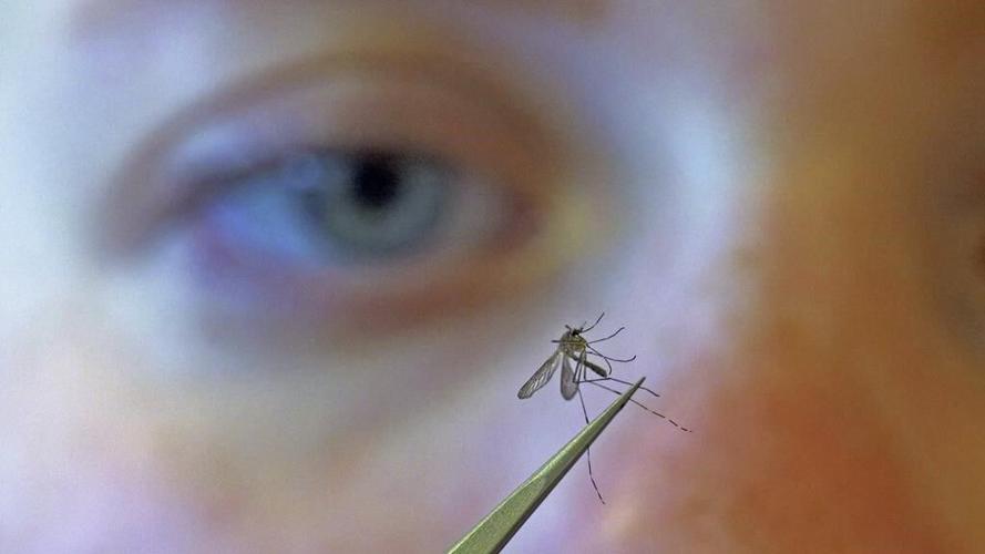 Rare cases of eastern equine encephalitis and West Nile put mosquitoes in the spotlight again
