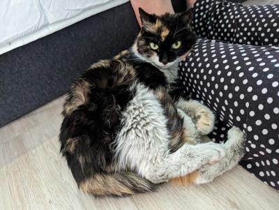 Border officers in Vancouver find cat in parcel from China: SPCA