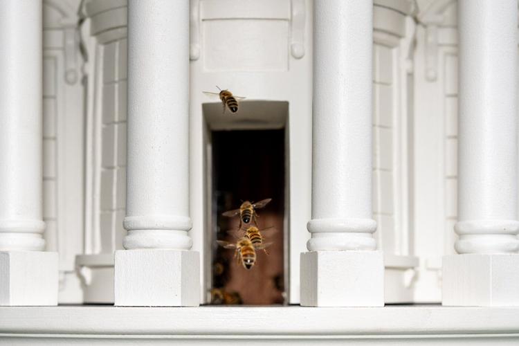 What's all the buzz about? Melania Trump is growing the White House honey program with a new beehive