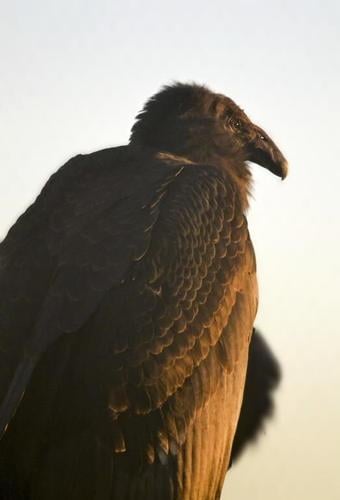 A rare condor hatched and raised by foster parents in captivity now gets to live wild
