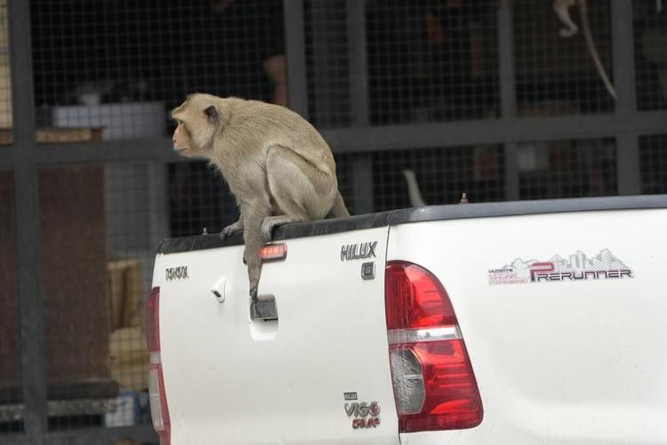 Thai town maddened by marauding monkeys launches plan to lock them up and send them away