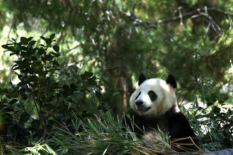 Meet America's newest giant pandas, Yun Chuan and Xin Bao