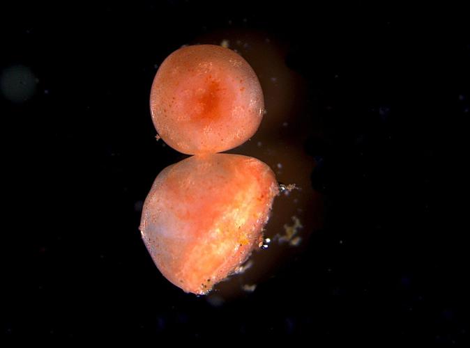 These sea cucumbers seem to have 'zombie' flesh that doesn't die when lopped off