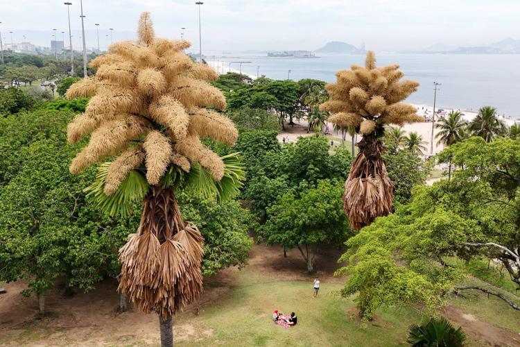 Decades-old palm trees in Rio de Janeiro flower for the first - and only - time