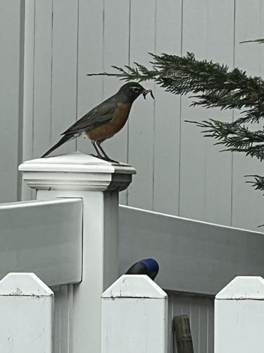 How to humanely deal with pests without using cruel traps or harmful chemicals
