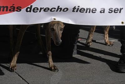 Spain: Rights groups urge more protection for hunting dogs