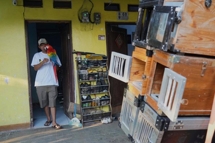 Photos show how an Indonesian motorbike mechanic became a macaw trainer