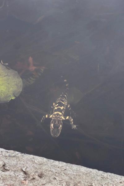 Small alligator rescued in Boston after slithering into the city's heart on social media