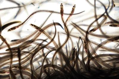 Fishing regulators say no to catching more of this most valuable species