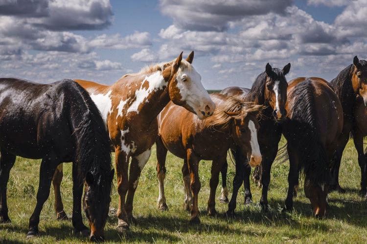 'Bred to buck': Stampede Ranch responsible for generations of bucking horses