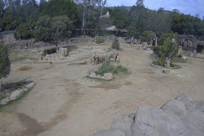 Elephants at San Diego zoo huddle to protect calves during earthquake