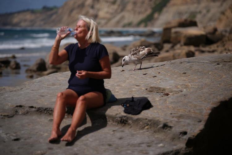 A marine heat wave caused seabird deaths off California. El Nino could worsen the die-off