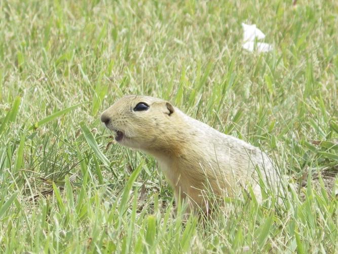 'Out of luck': Strychnine arrives late for Alberta and Saskatchewan farmers