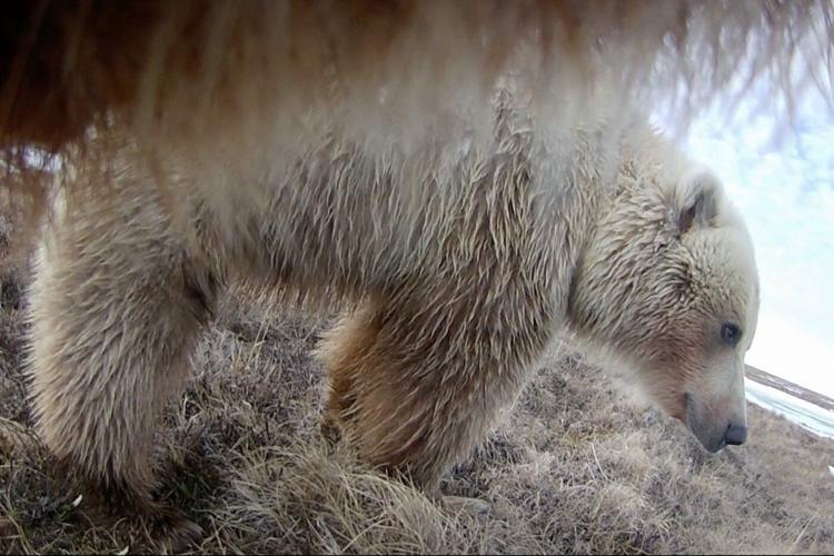 Collar cams offer a bear's eye view into the lives of grizzlies on Alaska's desolate North Slope