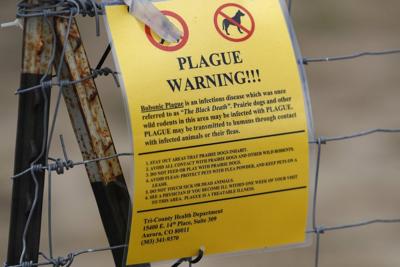 Northern Arizona resident dies from plague