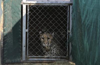 Three cheetah cubs die in India amid sweltering heat wave