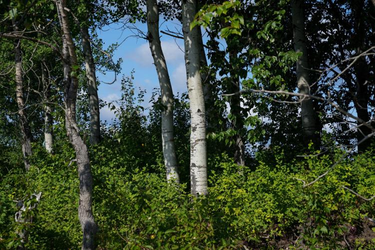 Ontario Ring of Fire