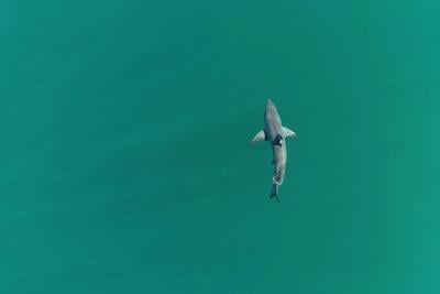 Just keep swimming: SoCal study shows sharks, humans can share ocean peacefully