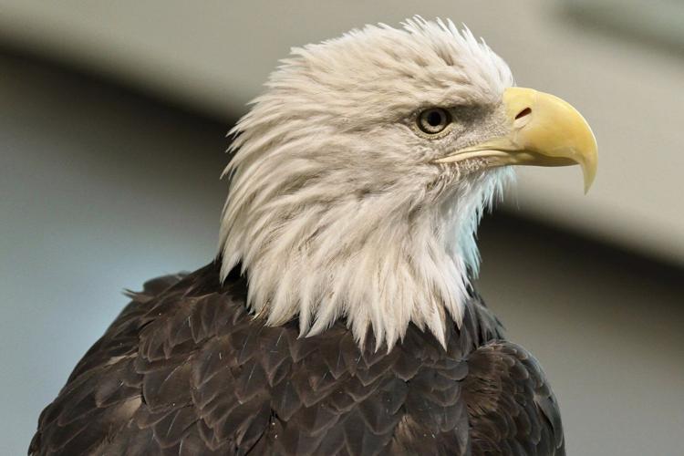 Bald eagle's new status as the official US bird brings pride and hope to many Native Americans