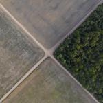 At Gabon talks, a debate on who pays to save world's forests