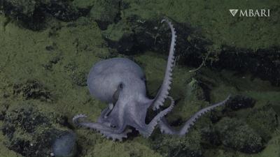 Deep-sea 'hot tubs' help octopus moms hatch their eggs faster