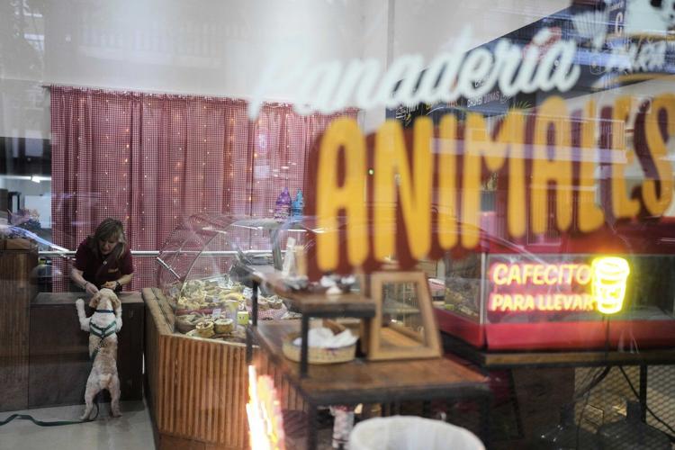 As more Argentines go childless, pampered dogs become part of the family