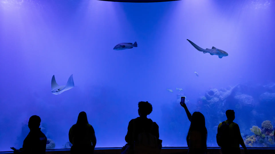 AquaFoz Offers a New Perspective on Iguassu Through Its Aquatic Biodiversity