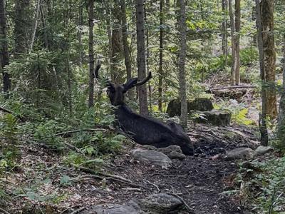 Ailing bull moose on Adirondack mountain hiking trail in New York put down