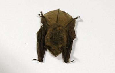 Doctors detail 2024 Ontario child rabies death, warn public about contact with bats