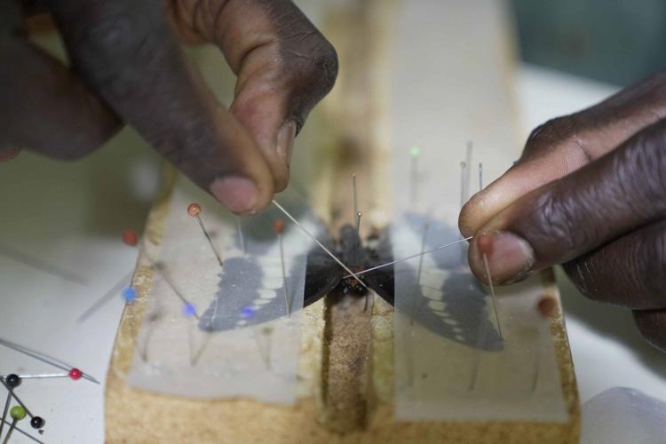 A butterfly collector in Africa with more than 4.2 million seeks to share them for the future