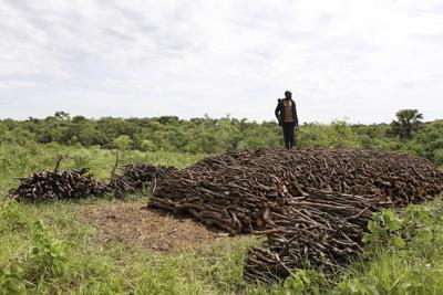 In Uganda, a recent ban on charcoal making disrupts a lucrative but destructive business