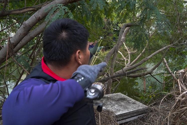 Taiwan plans to cull up to 120,000 green iguanas due to their negative impact on agriculture