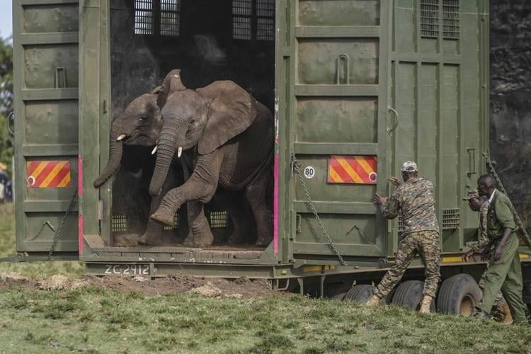 Kenya relocates 50 elephants to a larger park. A sign poaching is under control, officials say