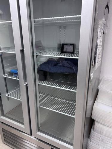 Franklin the tortoise moving out of refrigerator after chilling since October